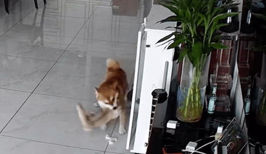柴犬趁猫咪不备偷袭它，导致应激反应颅骨骨折，监控看得太气人！ 
