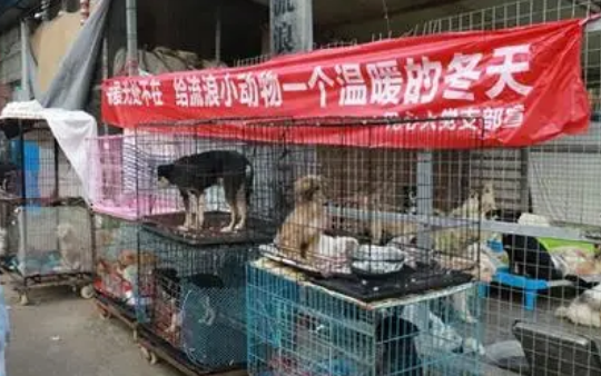 多家爱心企业为流浪狗送去御寒物资