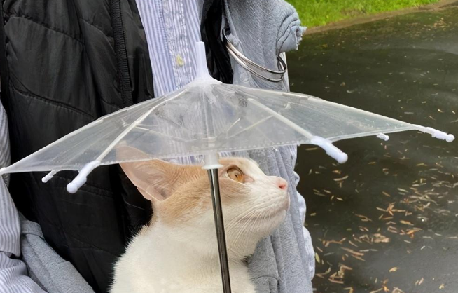 为了下雨天也能带猫咪出去散步，主人就给它准备了柄专属小雨伞