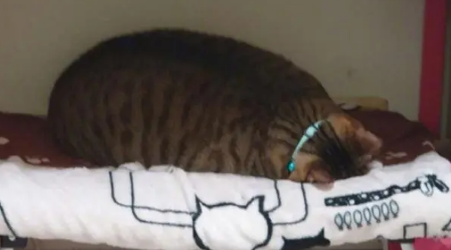 每次叫家里的猫咪起床时，猫咪都会赖上一会，赖床比铲屎官还厉害