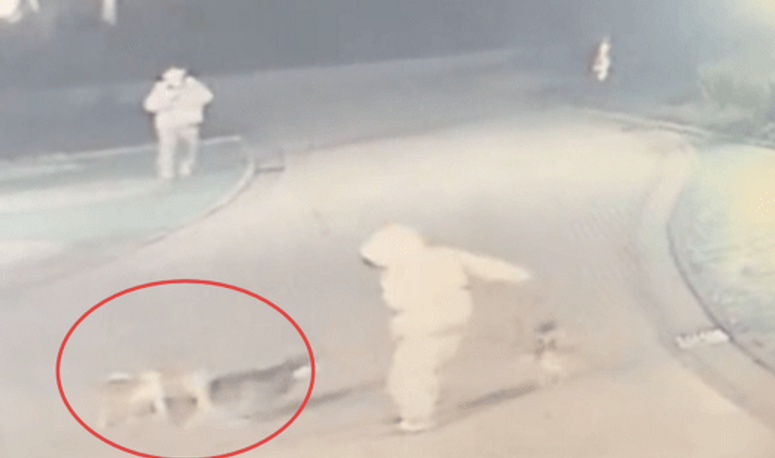 男子不牵绳遛狗，结果狗狗咬了狗后他拒不道歉，还抢别人家的狗！ 