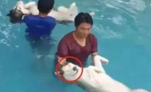 带哈士奇去游泳，结果二哈全程让人抱十分傲娇，金毛都看不下去了
