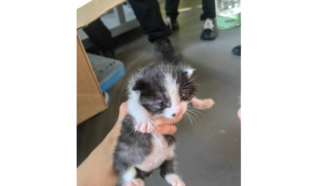 电梯门口居然被扔了两只眼睛都没睁开的奶猫，这是不想让它们活啊…