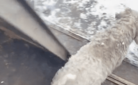 白色的狗狗冲进雪地里，突然就变成了黑色，没有对比就没伤害