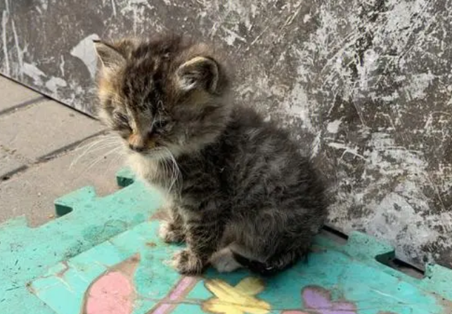 在小区被流浪猫抓伤，谁负责？ 
