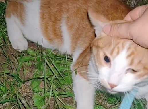 遛狗时遇到只猫咪，脖子上竟戴着电话手表，会给主人打电话吗？