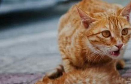 橘猫妈妈讨食回来，发现小猫咪没有气息，它的声音让人心疼！ 