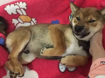 柴犬太顽皮了，睡觉还得让主人哄它，而且还不好好睡
