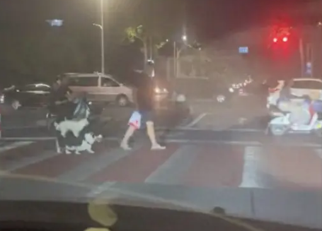 小狗站在柯基的身上