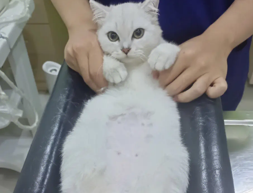 上了手术台的猫咪，一脸绝望：我还没当爸爸，就要当“公公”了！