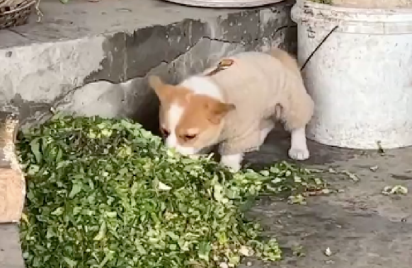 主人带柯基回村后，它竟爱上了吃猪食，怎么拉都不愿走，属猪的吧