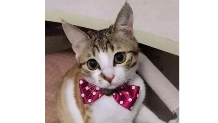 小猫饿到不足5斤重，被好心人救后变得肥美可爱，网友：你是它的天使！