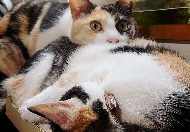 主人发现猫咪总是喜欢趴在另一只猫身上，背后的原因让人捧腹