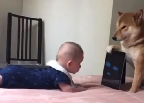 小主人看动画片，柴犬乖乖“举着”平板，狗：我为这个家操碎了心