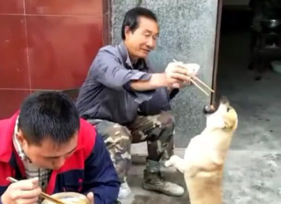 谁说土狗不会卖萌，看到村民在吃饭，小土狗嘴馋不停作揖！