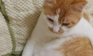 加菲猫守护着熟睡的小主人，像个忠心的保镖，网友：这猫成精了