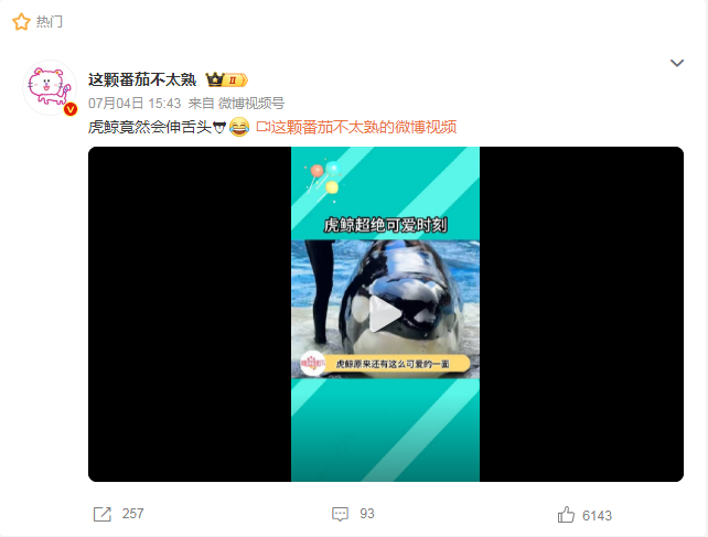 虎鲸竟然会伸舌头？公众呼吁关注海洋哺乳动物保护！