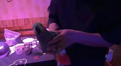 濒危鹦鹉光临昆明一酒吧，老板报警求助