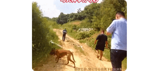 奖励大棒骨！老人拾荒跌入垃圾山，“萌新”警犬成功寻回！