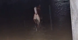别人家的狗！广东惠州一柴犬只身探明涵洞路况，网友：狗子不白养