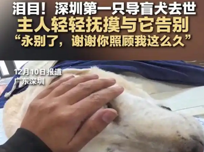 深圳首只导盲犬奥斯卡离世，主人深情抚摸，共度离别时刻
