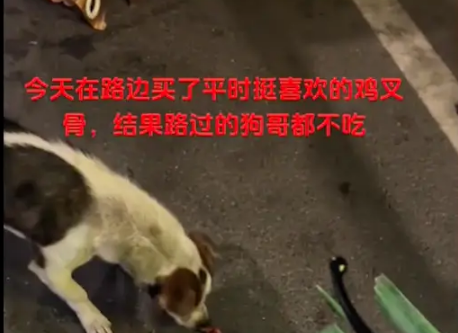 情侣好心将买的鸡叉骨给路边狗吃，结果它都不吃！狗：你们吃这？ 