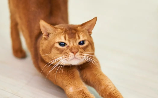 大半夜被猫一口吐在头上，铲屎官梦中惊坐起：啊啊啊当场就差点哭了！