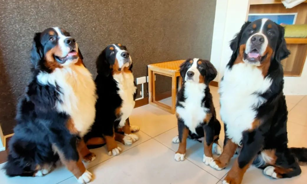 伯恩山犬听电话传神秘声音发狂，主人被推倒狂踏，原来是...