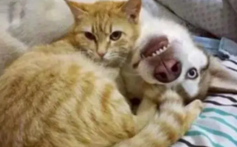 家里的橙猫生了十只小奶猫，家里哈士奇忙坏了，二哈表现特别有爱