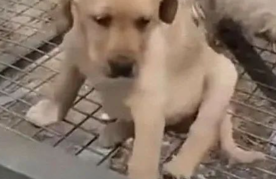 金毛犬怕被主人卖了，一抱起来就装死