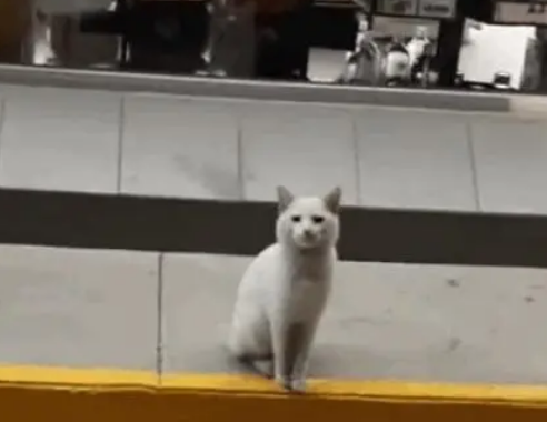 女子路遇流浪猫，不料猫咪十分通人性，带女子到零食区