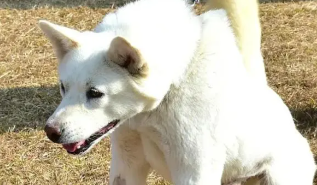 朝鲜送给韩国的丰山犬生崽 青瓦台：小狗是国有财产