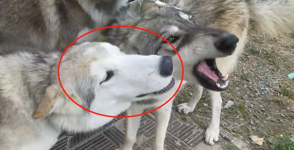 网友养了二哈跟狼犬，成年后就出问题了...