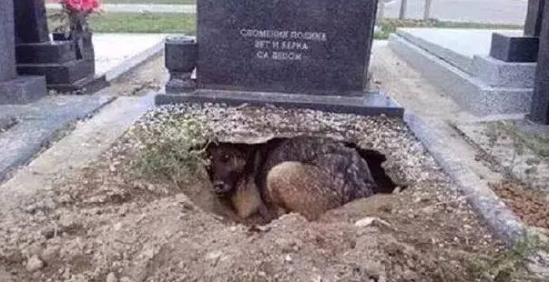 狗狗在墓碑前不肯离去，别人都以为它是在守护逝去的主人