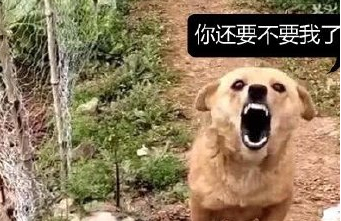 女子出差把狗狗带回老家一段时间，等回来时看到狗狗的表情逗乐了 