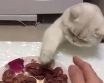 猫咪当着主人面偷吃，被主人多次打手后，只能舔舔爪子！