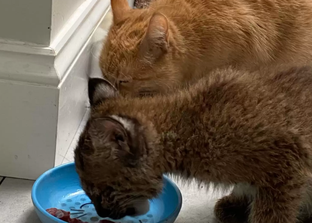 小山猫被母亲遗弃险些丧命，橘猫挺身而出给它当奶妈