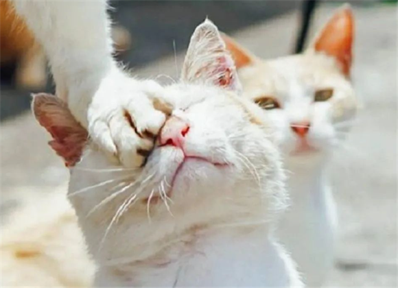 猫咪在表演，一群看热闹的反映绝了
