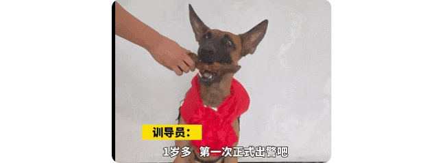 奖励大棒骨！老人拾荒跌入垃圾山，“萌新”警犬成功寻回！