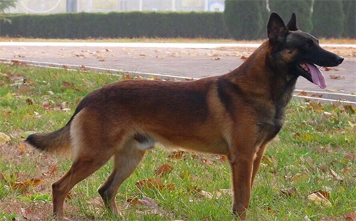 马里努阿犬