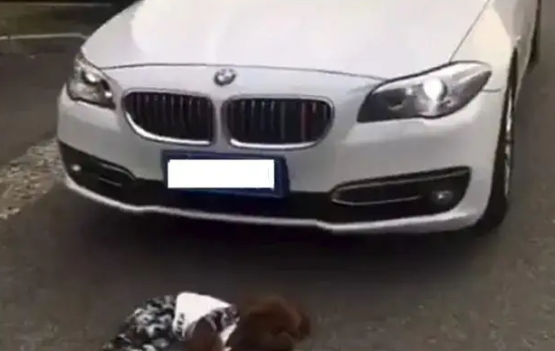 不牵绳遛狗被宝马撞死，狗主人将车胎全部扎破被抓：为狗报仇雪恨 