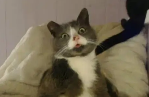流浪猫经常吐舌头，小伙看上后想收养，却得知它的独特是因为生病