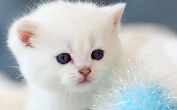 40多万粉丝网红偷猫虐猫，顶着爱猫人士名号，虐猫比十大酷刑还残忍 