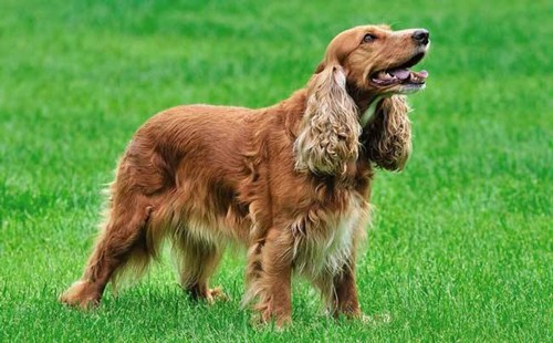 英国可卡犬