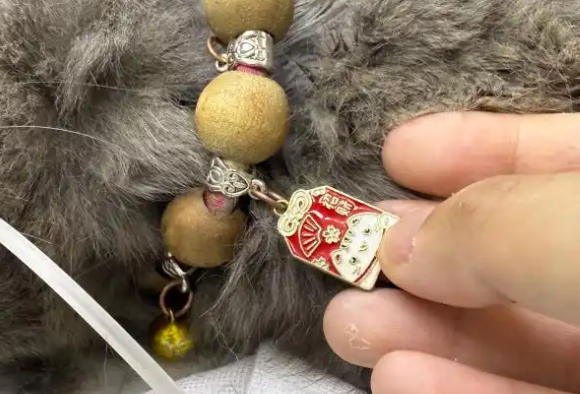 令人震惊！上海一怀孕蓝猫疑遭虐待