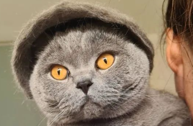 主人巧手为猫咪一顿捯饬，样子竟有些厉害，猫：颤抖吧两脚兽！