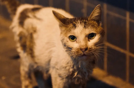 流浪猫多想有个家？被好心人抱了一次，就整整等了一年…… 
