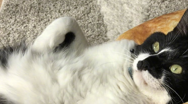 宠主新买了个“面包垫子”，结果猫咪拿去享受了，猫：猫生巅峰！
