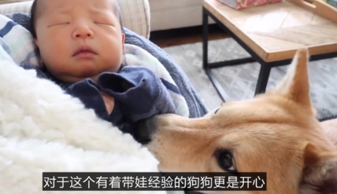 小主人看动画片，柴犬乖乖“举着”平板，狗：我为这个家操碎了心