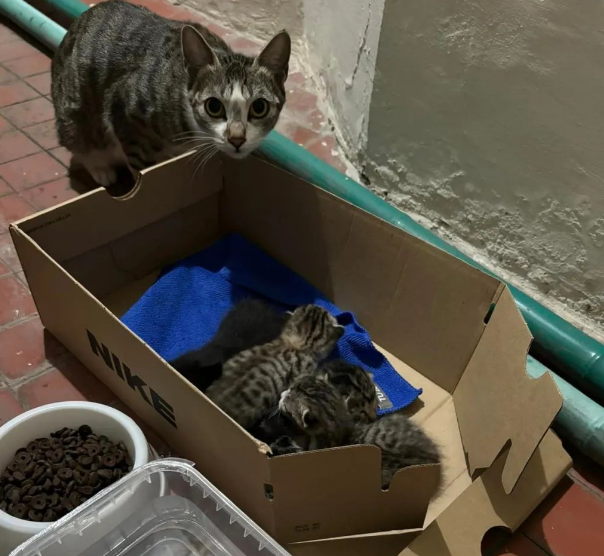 突然听见阳台有奶猫叫声，一看两只没断奶的小猫在地上，而猫妈妈...